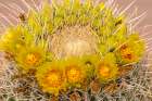 USA, California, Anza Borrego Desert State Park. Barrel cactus blossoms close-up. Art Print